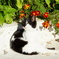 トルコの子猫 野良猫だより
