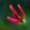 ヒガンバナ もうすぐ開花