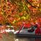 紅葉(井の頭公園）