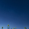 夜向日葵
