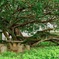 あしびなー公園