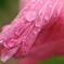 芙蓉