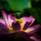 Lotus dream