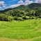 大山千枚田