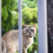 吾輩は猫である、ニャー # 161