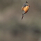 カワセミ３