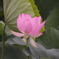蓮の花３