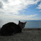 海猫