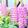 とある庭の花