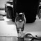 白黒猫。