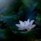 白い蓮の花