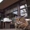 古家と猫