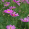 IMGP0507