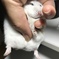 ハムスターリラックス移動中