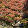 徐々に紅葉
