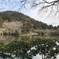 龍安寺の池