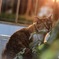 夕日と猫