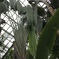 15メートルほどの熱帯植物