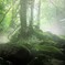 沢の木霊
