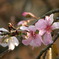 秋の桜