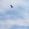 空、トンビ、人