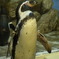 ペンギン