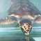 ウミガメ