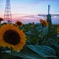 向日葵と風車と夕焼け