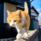 ねこ1