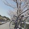 平穏だった春ライド