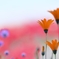 Orange flower garden
