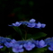 小学六年生７月　紫陽花