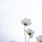 white cosmos