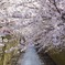 目黒川