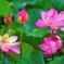 華やかに花開くとき♬*.+゜