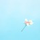 落ちた花が浮いていた