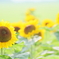 Summer facesⅢ