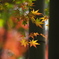 紅葉色彩Ⅱ