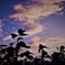 恋する夕暮れ☆.｡.:*