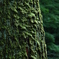 201806_苔のむすまで
