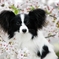 はじめての桜