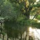 夕陽に照らされるわさび農場の清流