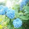 紫陽花。