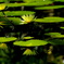 花鏡