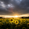 sunset light and sunflower