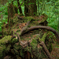 Rain Forest of Vancouver