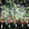 長岡花火 8/3 ①