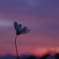 秋桜_4