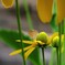 黄色い花と蝶