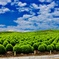 green kokia